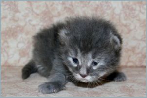 Male Siberian Kitten from Deedlebug Siberians